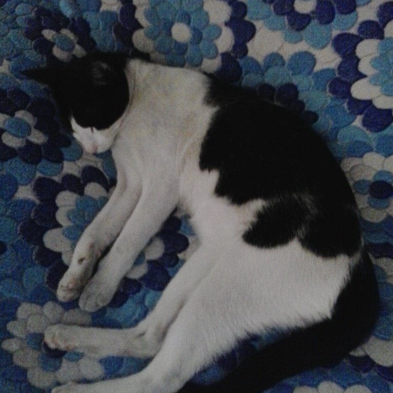 samtingCat's tweet photo. https://t.co/HGP6wlOppj