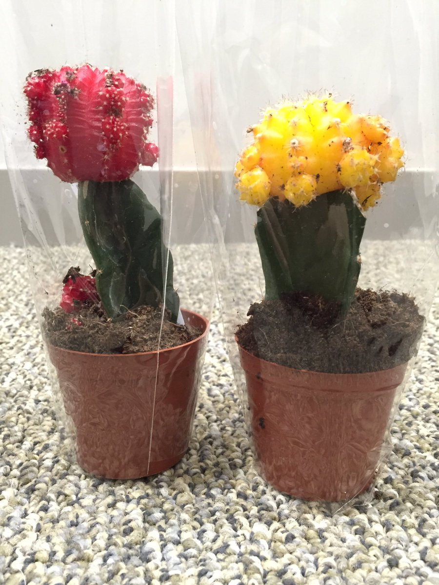 brookebeale4's tweet photo. When you buy new friends. #ilovemyplants #iknowineedhelp https://t.co/szE9Sz2iqw