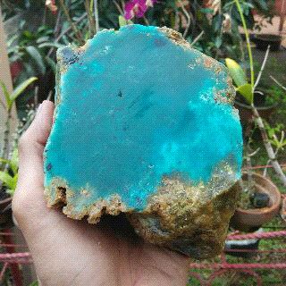 hendry_bacan's tweet photo. Bacan gulau 
Berat 1.4 kg
Minat chat aja cek foto
Harga penambang boss ku https://t.co/OeF81fHzZA