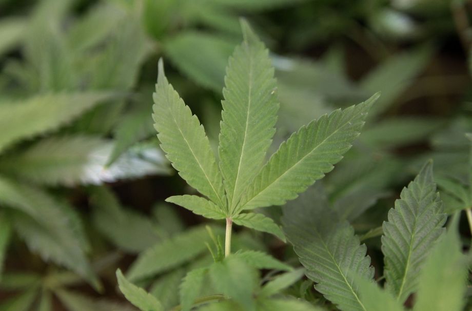 California lawmakers propose 15% Medical marijuana sales tax sfgate.com/politics/artic…  #MME #cannabis #marijuana