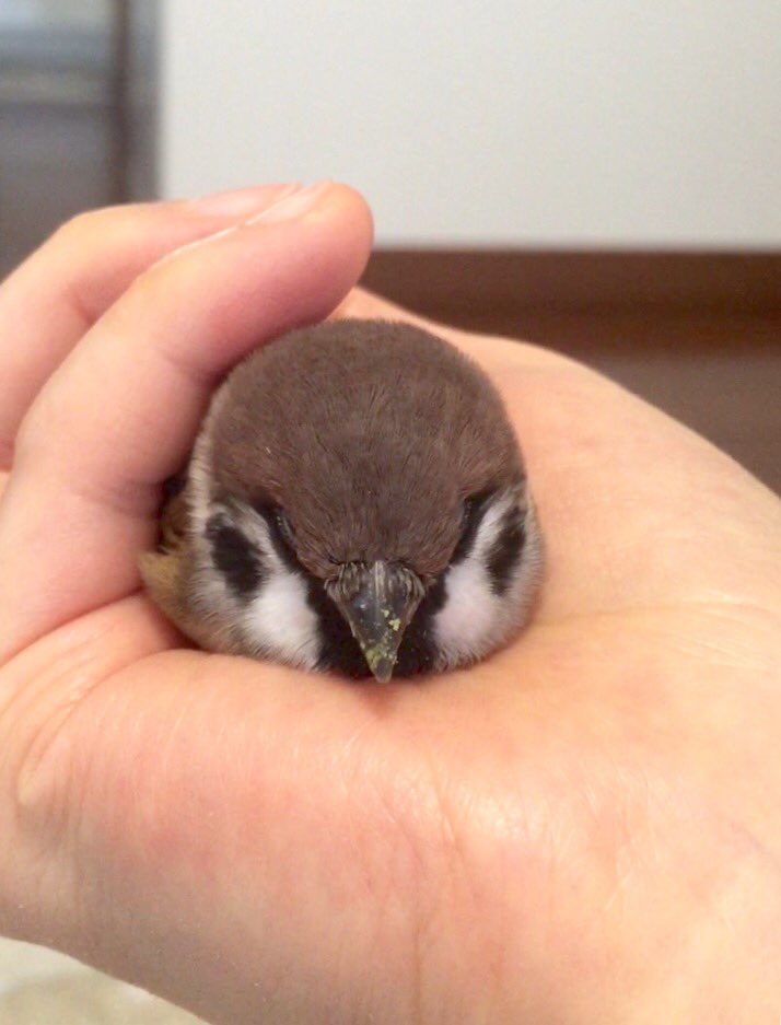 Lintukotori's tweet photo. まるい。トリュフチョコのようだ。 https://t.co/HK5PPvT1Zi