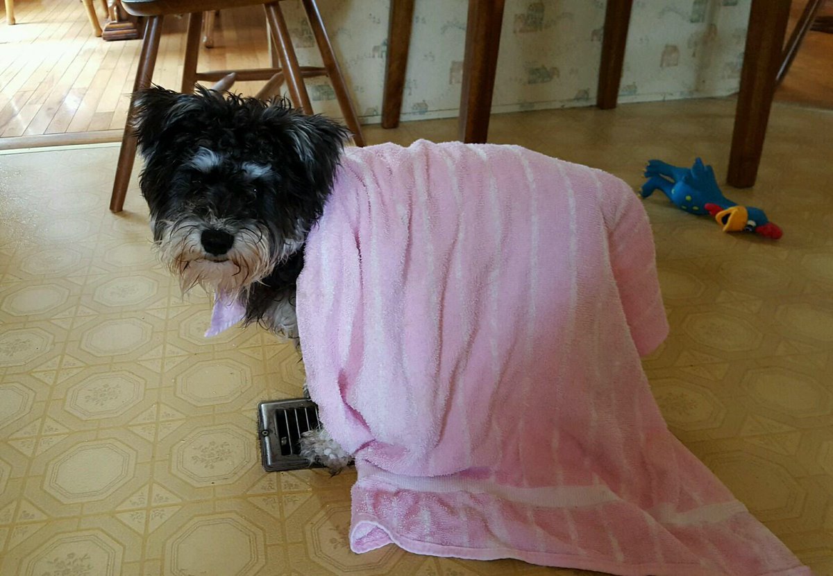 247razz's tweet image. Tucker playing in the snow and then standing over the heat vent with a towel over him haha