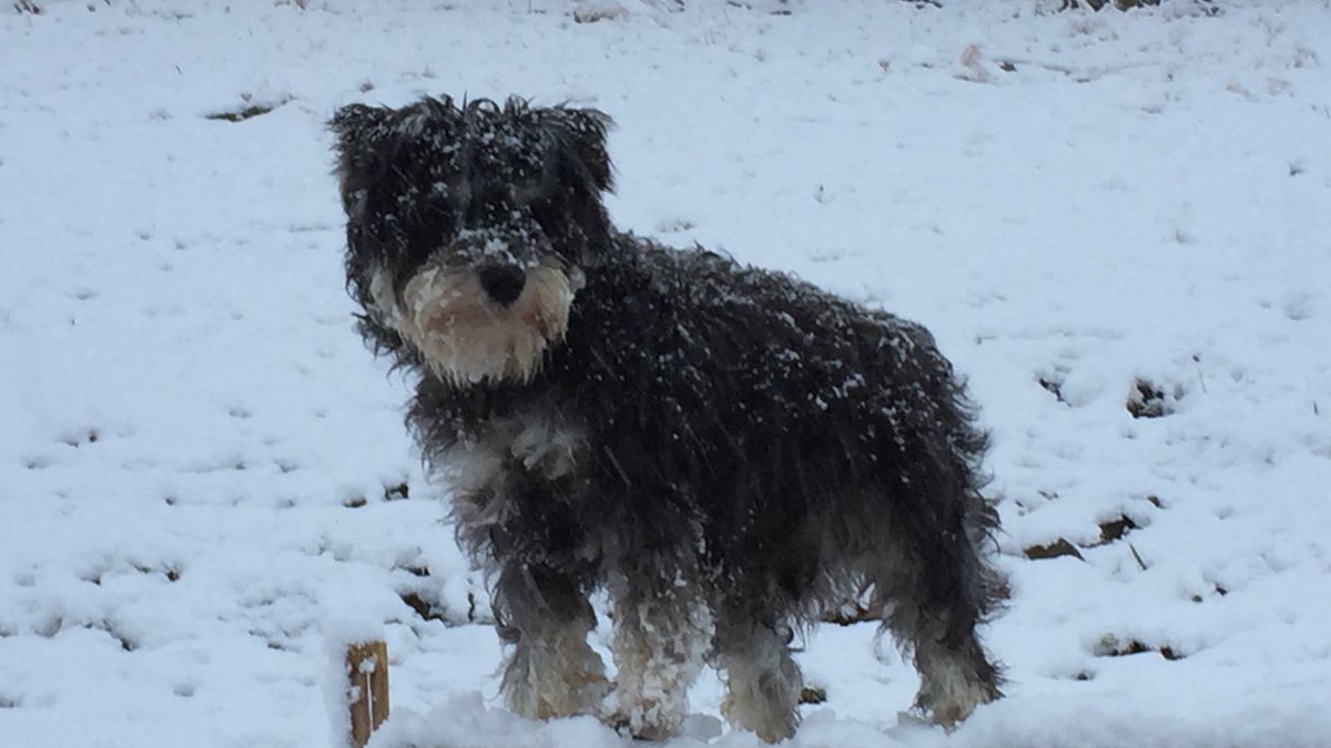 247razz's tweet image. Tucker playing in the snow and then standing over the heat vent with a towel over him haha
