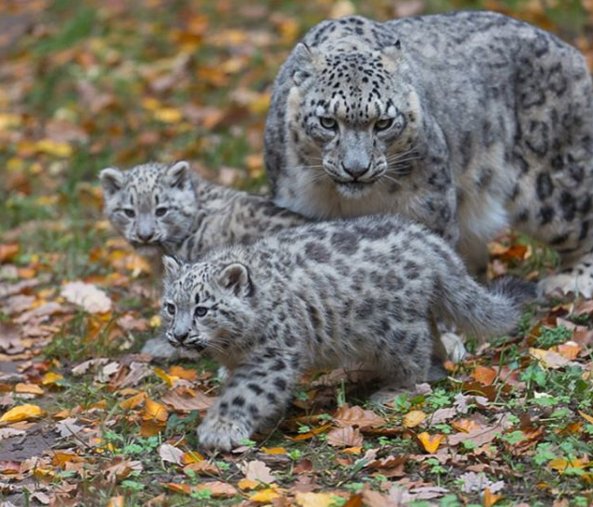 AnimalsShot's tweet photo. Snow leopard with cubs https://t.co/Tv150p0NOZ