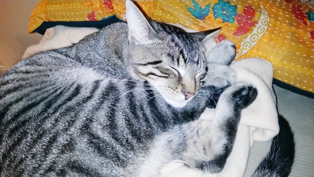 kittensNcatnip's tweet photo. My sweet boy is getting so big!! #7months #bottlebaby #kittensNcatnip #adoptdontshop https://t.co/QGEsmXPz0x