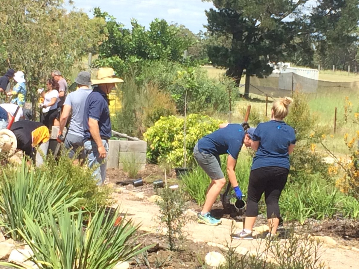 RachelLeighFarr's tweet photo. Volunteer Day. Looking good. Beds being cleared now for some planting. #NCCD @joannedarke @ANZ_AU https://t.co/TtWc6wLJdZ