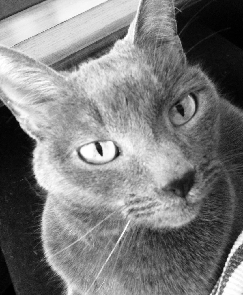 Sister kitty #rescuekitty #meow #cuddles #love