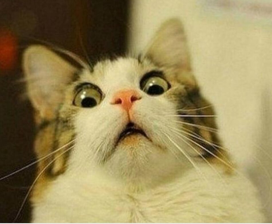 Bruteloops's tweet photo. @MrBrennanLRHS when i saw that ghost last night😱 https://t.co/UcsrrouSbl