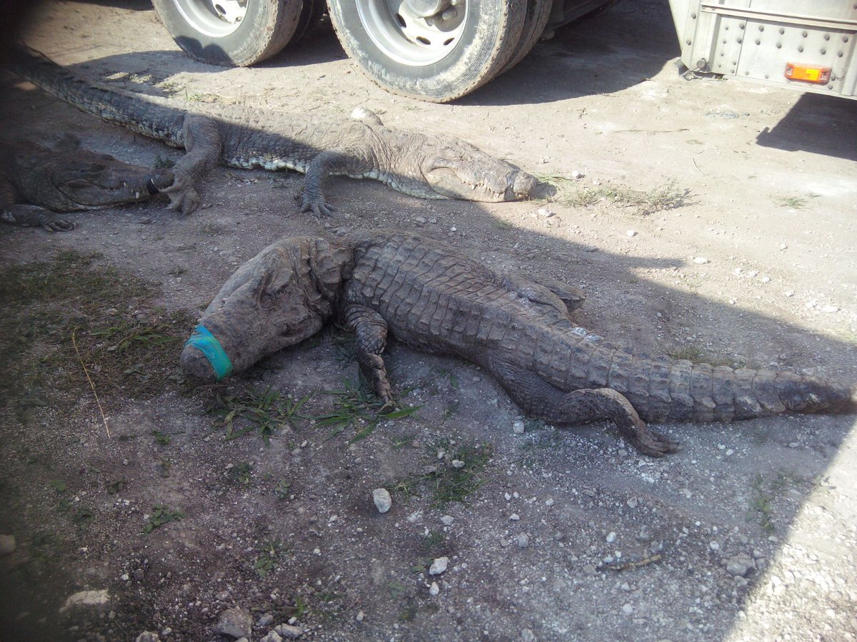 #NotiMinuto <a href="/PROFEPA_Mx/">PROFEPA</a> sancionará a empresa porque en traslado murieron 124 cocodrilos bit.ly/1o02jDi