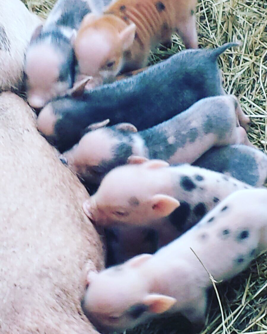 MiniPigsMexico's tweet photo. https://t.co/HNS4rkdAKQ