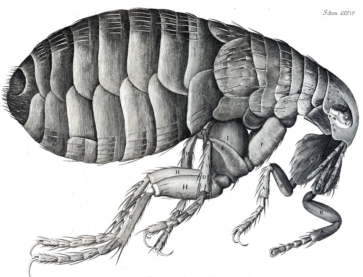 ArtBioCollab's tweet photo. Check out Robert Hooke's #Micrographia diagrams–now all in the #PublicDomain https://t.co/r9wkHhNVLt #BioArt #SciArt https://t.co/PzBv5SmarE