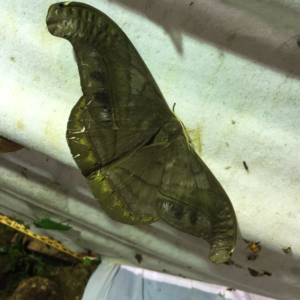 丸山宗利a K A まう山 リボンヤママユといい ヤママユガ科の多様性はとにかく素晴らしかった ただし大型種の大半は幕に飛来する間に地面にぶつかってしまうのて きれいな個体は滅多に見つからない T Co Ad1xin0iic