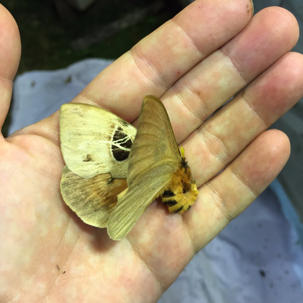 丸山宗利a K A まう山 リボンヤママユといい ヤママユガ科の多様性はとにかく素晴らしかった ただし大型種の大半は幕に飛来する間に地面にぶつかってしまうのて きれいな個体は滅多に見つからない T Co Ad1xin0iic