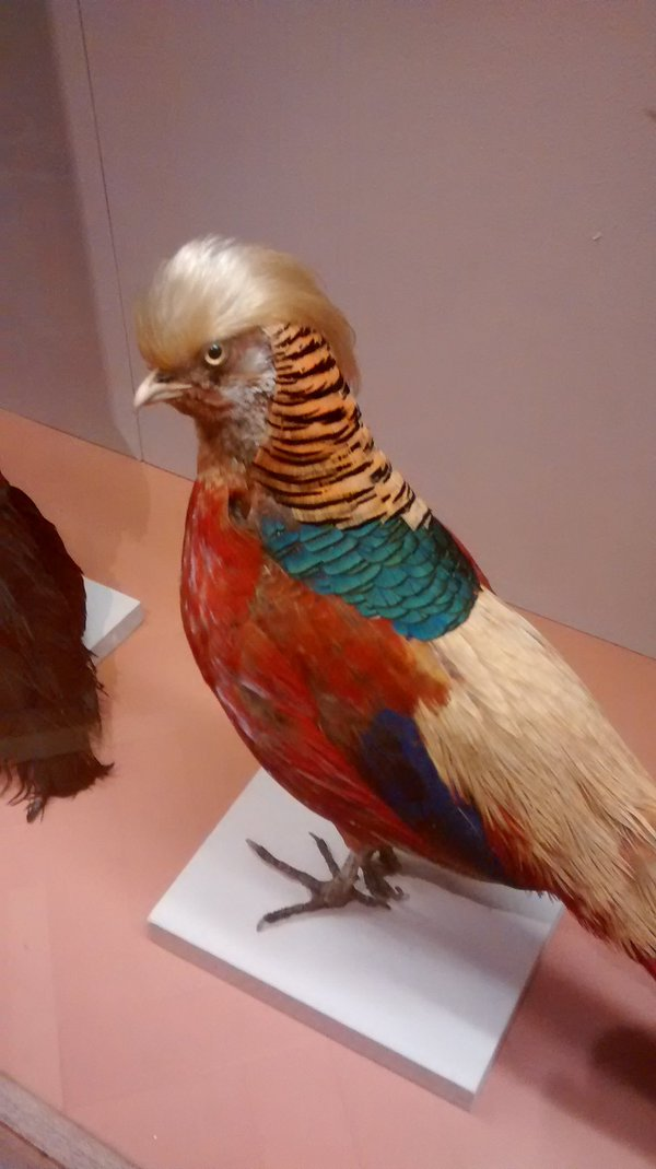markmobility's tweet image. Spotted in a Bristol Museum by @hughespaintings. The Golden Crested #TrumpBird