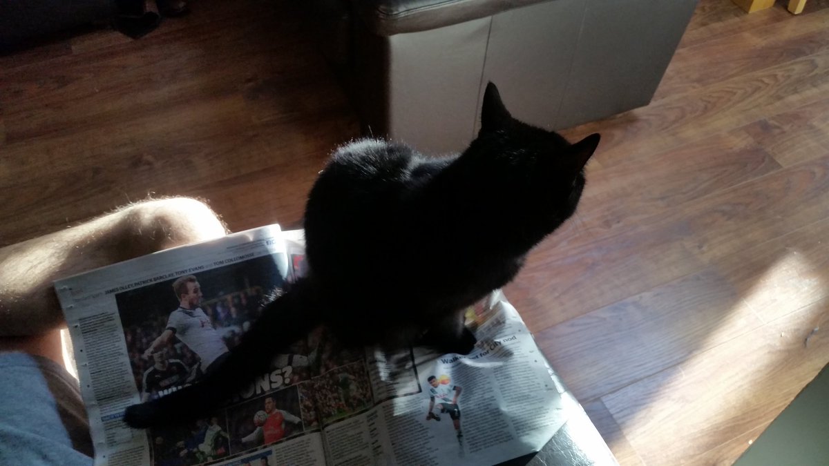 Brooko91's tweet photo. Cat problems #cat https://t.co/TW8Cluiypm