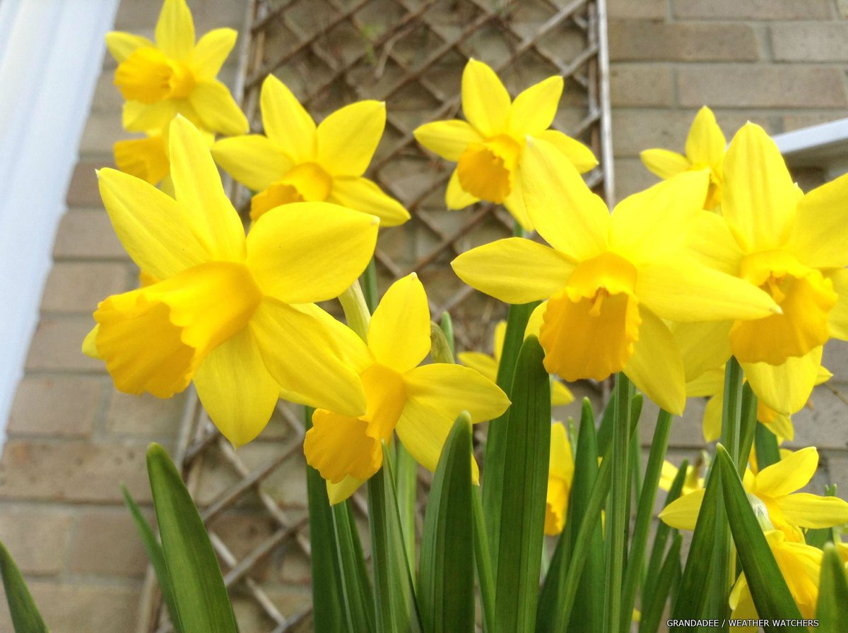 SimonOKing's tweet photo. Time to rename the seasons...Auter?  Wing?  These beauties taken by @BBCWthrWatchers yesterday...
#confused https://t.co/07RHzgUDwd