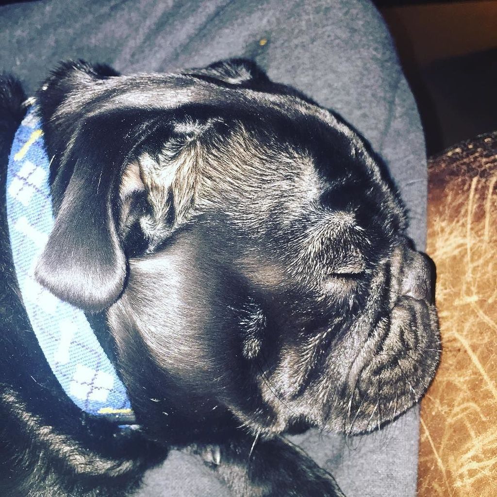 Puglee_Pug's tweet photo. 😴💤💤💤. ......#pug #pugs #puggram #pugmob #pughugs #puglife #pugcrazy #pugsnotdrugs #puglover #pugsofinstagram #squi… https://t.co/Zf7w76sX3x