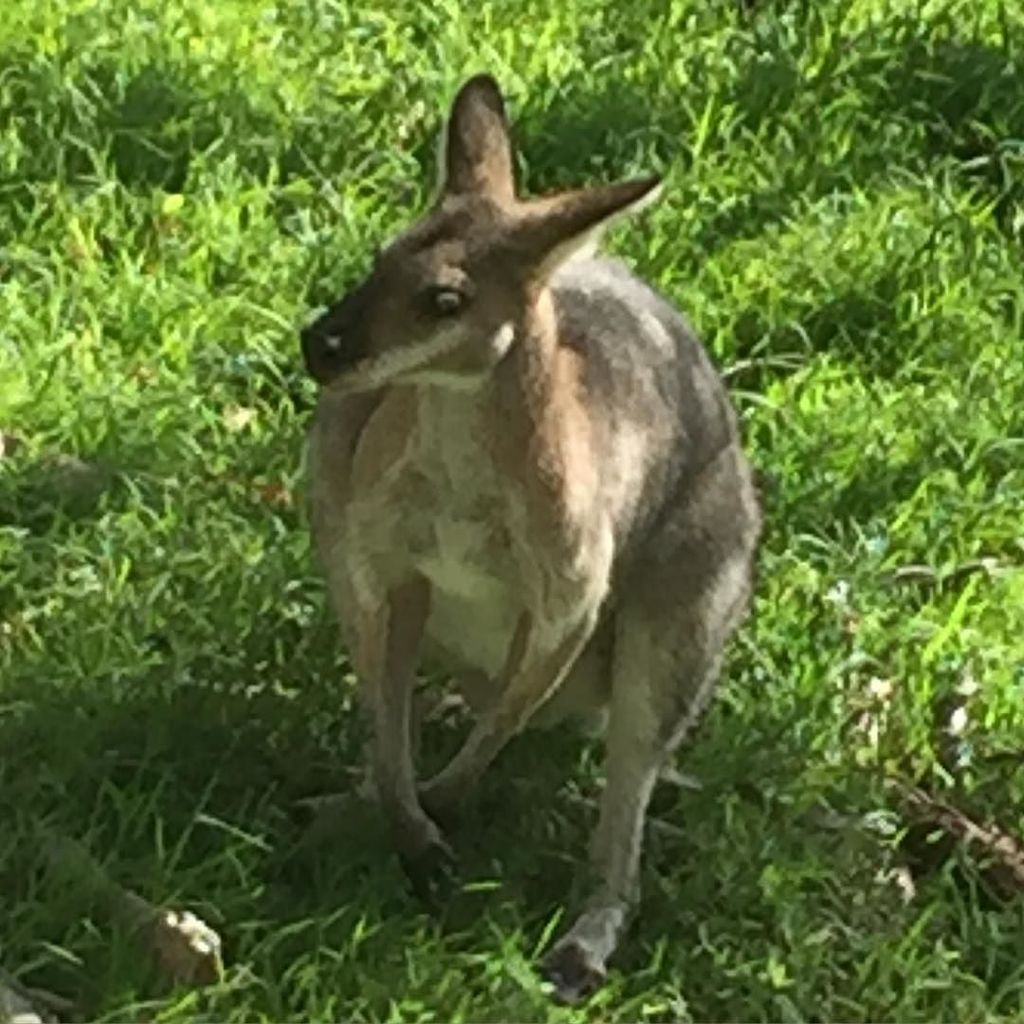 DebbiDiMaggio's tweet image. #kangaroojack @wolganv #OneAndOnly #Emirates #WolganValley ift.tt/1XkiFmA