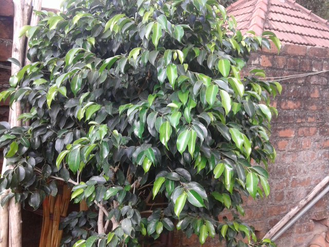 BizbillaB2B's tweet photo. #B2B_Service
#Cycas of #PRASANNA_NURSERY_GARDEN in https://t.co/kQ6oUBulRa
<> https://t.co/Vt9iiNUyCY
#Agriculture https://t.co/ndAYKKsLhn