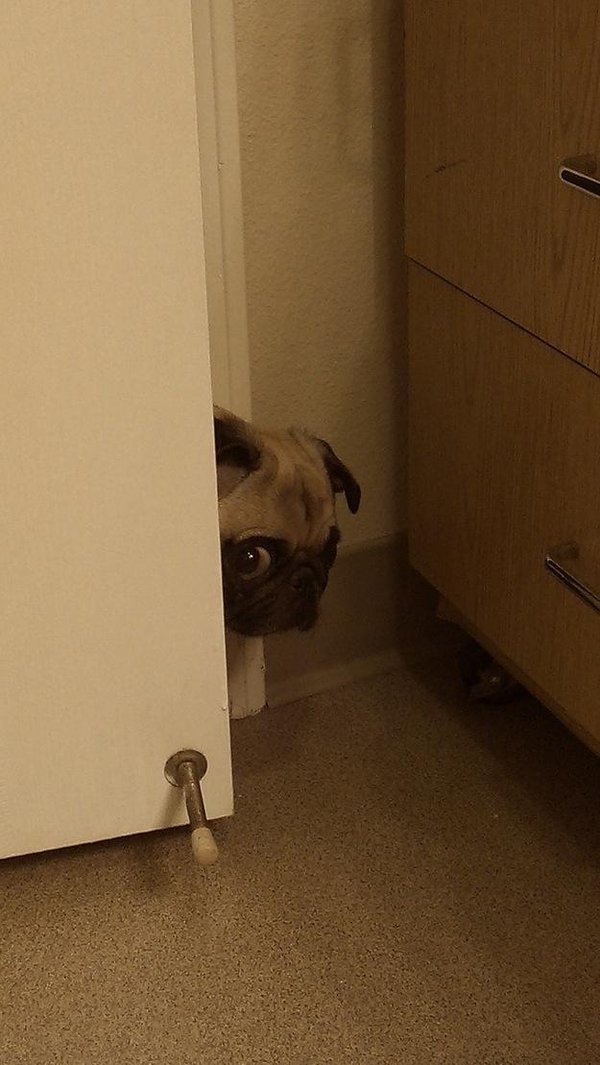 CutePicsOfPugs's tweet photo. hiding from my problems and responsibilities like https://t.co/Kiiyv1KVvw