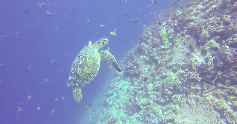 PADI's tweet photo. Make a Difference in the Life of a Sea Turtle - guest post by @contiki
https://t.co/pgku9bTWrA https://t.co/fXchsCB5J3