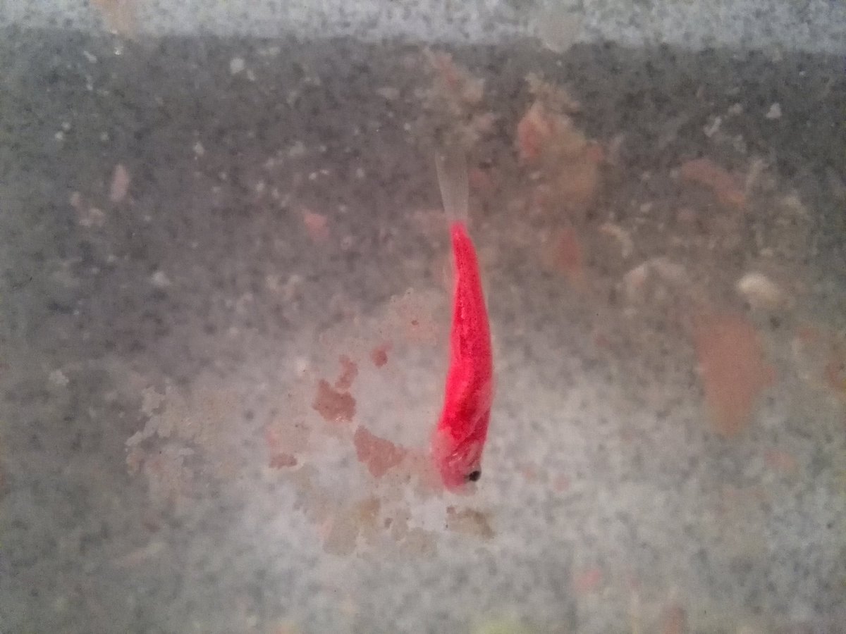 PobedaXitlali's tweet photo. @haroldazuara @Cheetos_Mx #InviernoNaranja  no hay nada más frío que un pececito muerto :( https://t.co/UV0WfWJsez