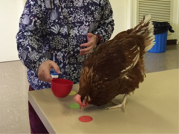 eScienceMag's tweet photo. In the latest e-Science: changing attitudes to #chickens by training them. https://t.co/SiczxHjYcO https://t.co/lRWKYFOiFJ