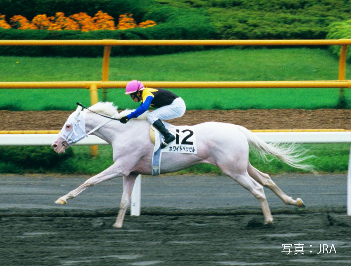 Umabi 白毛の馬は非常に珍しい 1 2万頭に1頭と言われている 芦毛が年を取ると白くなっていくのにたいして 白毛 は生まれた時から真っ白 写真のホワイトベッセルも白毛で 今は京都競馬場の誘導馬をしているぞ うまび T Co Qdrudtldx2