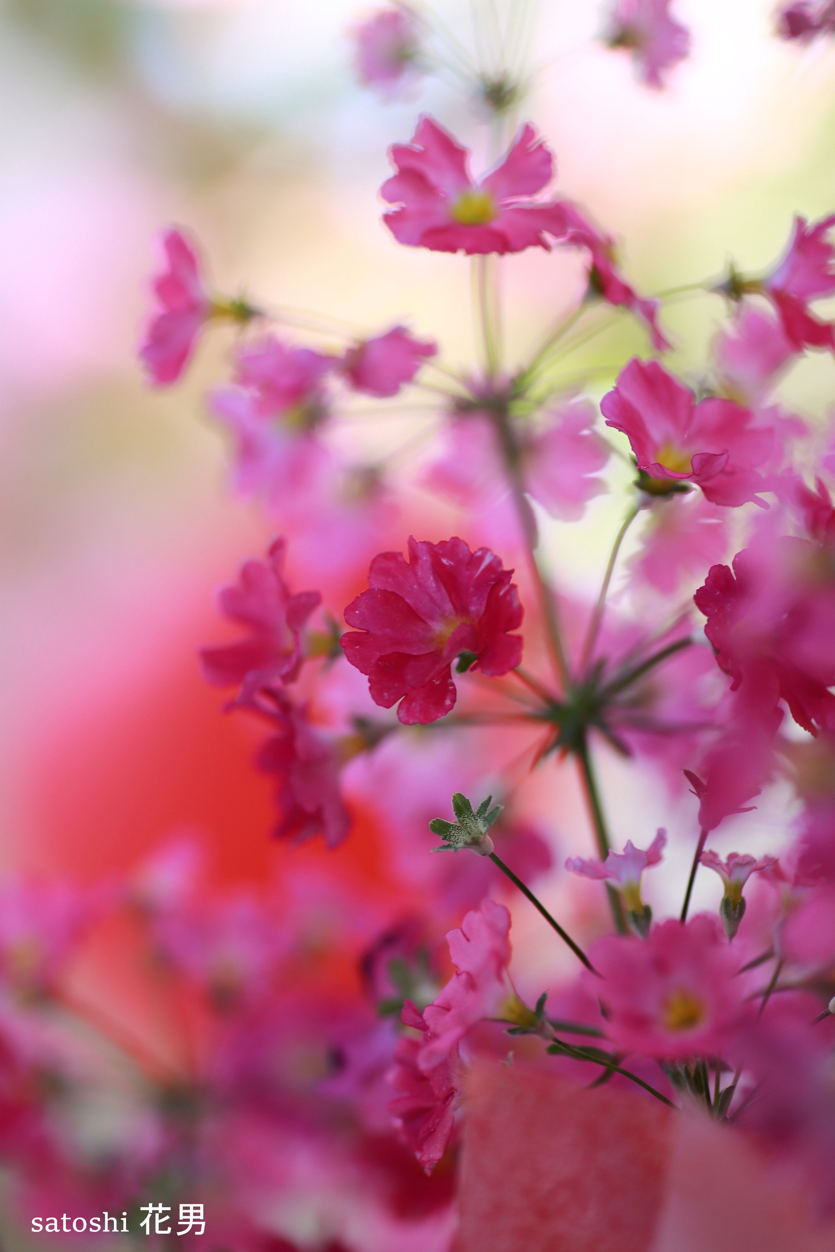 花男 Flower Man 春色 スマホ待ち受けにどうですか 花 写真 春 待ち受け Photography Flower 写真好きな人と繋がりたい 写真撮ってる人と繋がりたい ファインダー越しの私の世界 T Co Ojupc4mqi8 Twitter