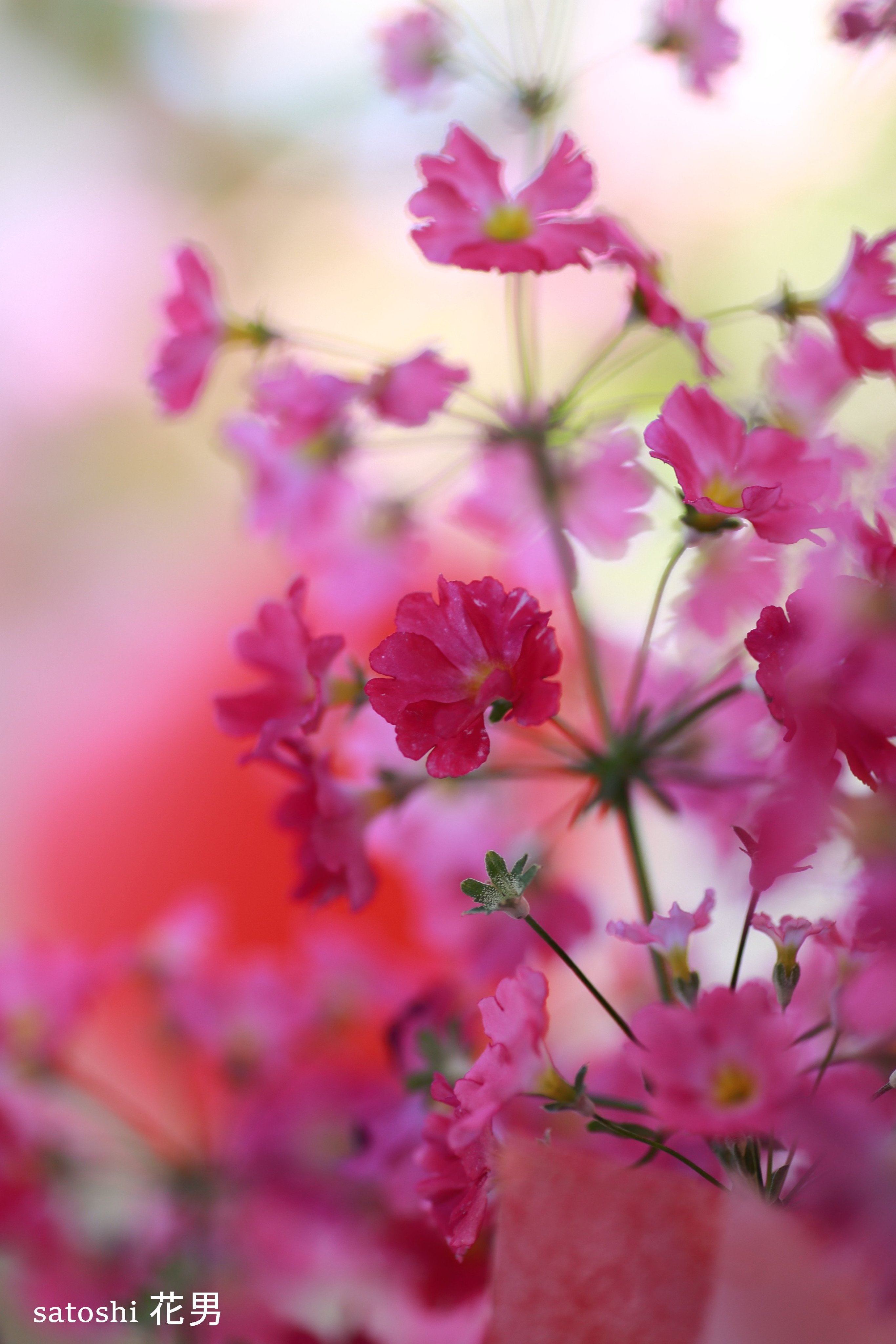 花男 Flower Man Twitterren 春色 スマホ待ち受けにどうですか 花 写真 春 待ち受け Photography Flower 写真好きな人と繋がりたい 写真撮ってる人と繋がりたい ファインダー越しの私の世界 T Co Ojupc4mqi8 Twitter