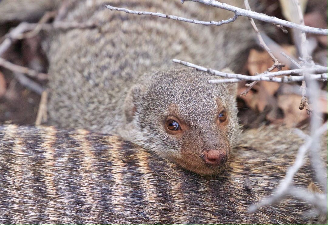 Banded mongoose in a deserted termite mound at Vumbura © @bushboundgirl #90daysinthebush #Okavango #wildlife