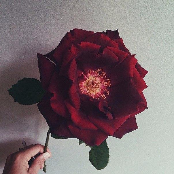 clinic32dent's tweet image. Доброе утро, наши дорогие подписчики! ☺️ Скоро весна и совсем скоро будет много-много цветов и тепла🌻🌷