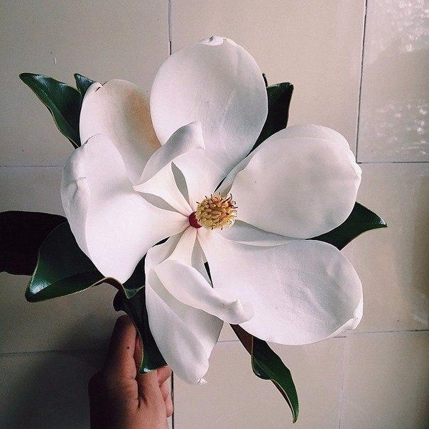 clinic32dent's tweet image. Доброе утро, наши дорогие подписчики! ☺️ Скоро весна и совсем скоро будет много-много цветов и тепла🌻🌷