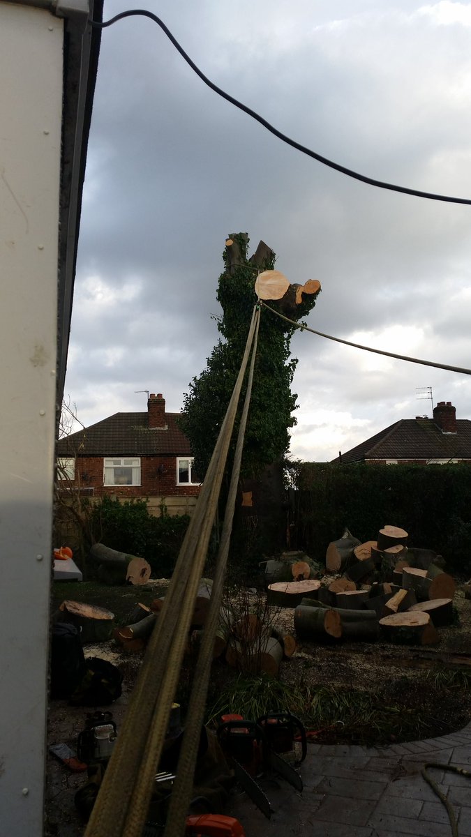 elmhousetrees's tweet photo. Large beech tree removal in Manchester. This tree needed dismantling with ropes to prevent any damage. https://t.co/YQKicjuky8