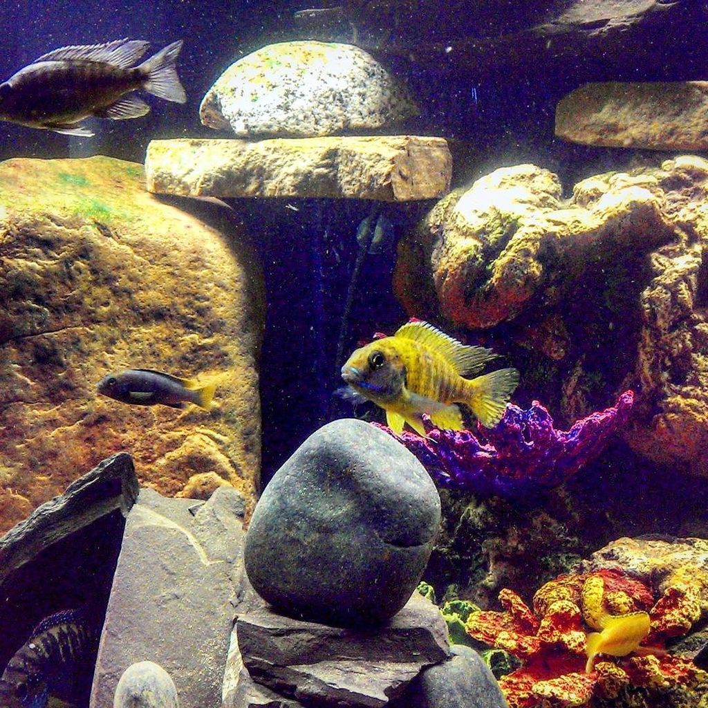 Akvaristan's tweet photo. #akvaristan #aquarium #akvaryum #aquarien Another one of my new additions..
#ProjectCichlid #aquarium #africanCichl… https://t.co/yhAGZO9j4F