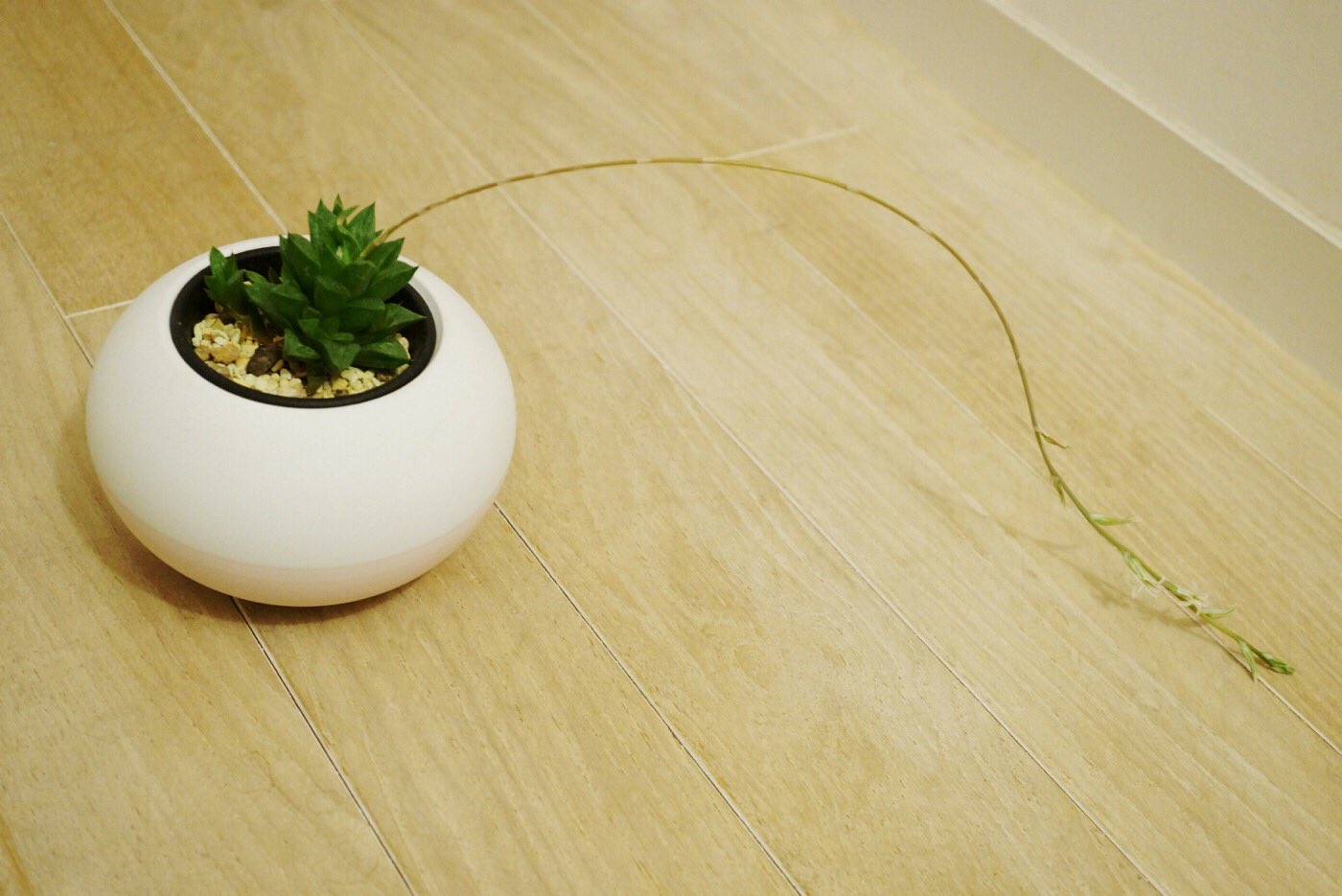 円井テトラ 多肉植物のハオルチア 蔓がのびたと思ったら急に白い花が咲きました 小さいのにこんなに長く伸びるんだなー 触発された ので新しい髪型を考えた 服も合わせてみた たにくポー T Co Uxj97jlkht Twitter