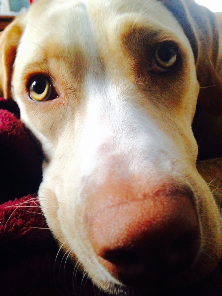 Good Morning!!! #rescuedog #Today #germanpointer #love