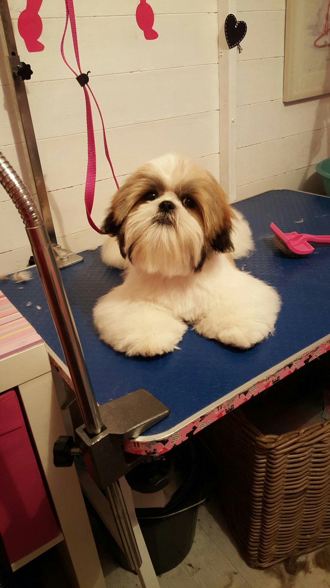 prettycoats16's tweet photo. Little teddy 💙 https://t.co/OuoOJtjbhu