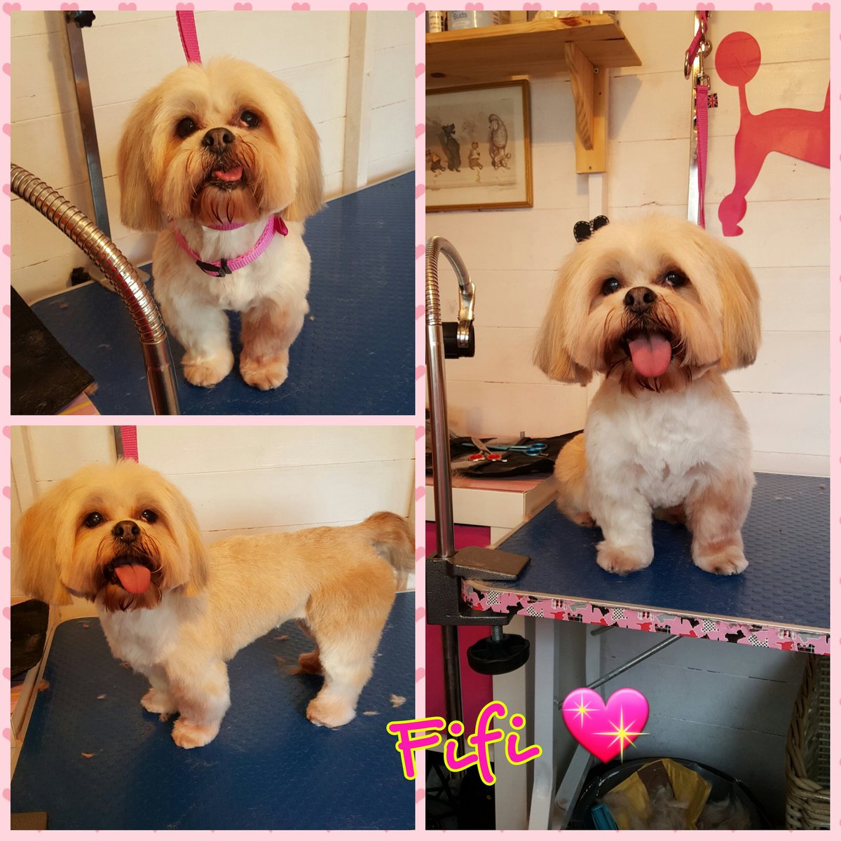 prettycoats16's tweet photo. Old girl Fifi 💖 https://t.co/O1w1qFBzqb