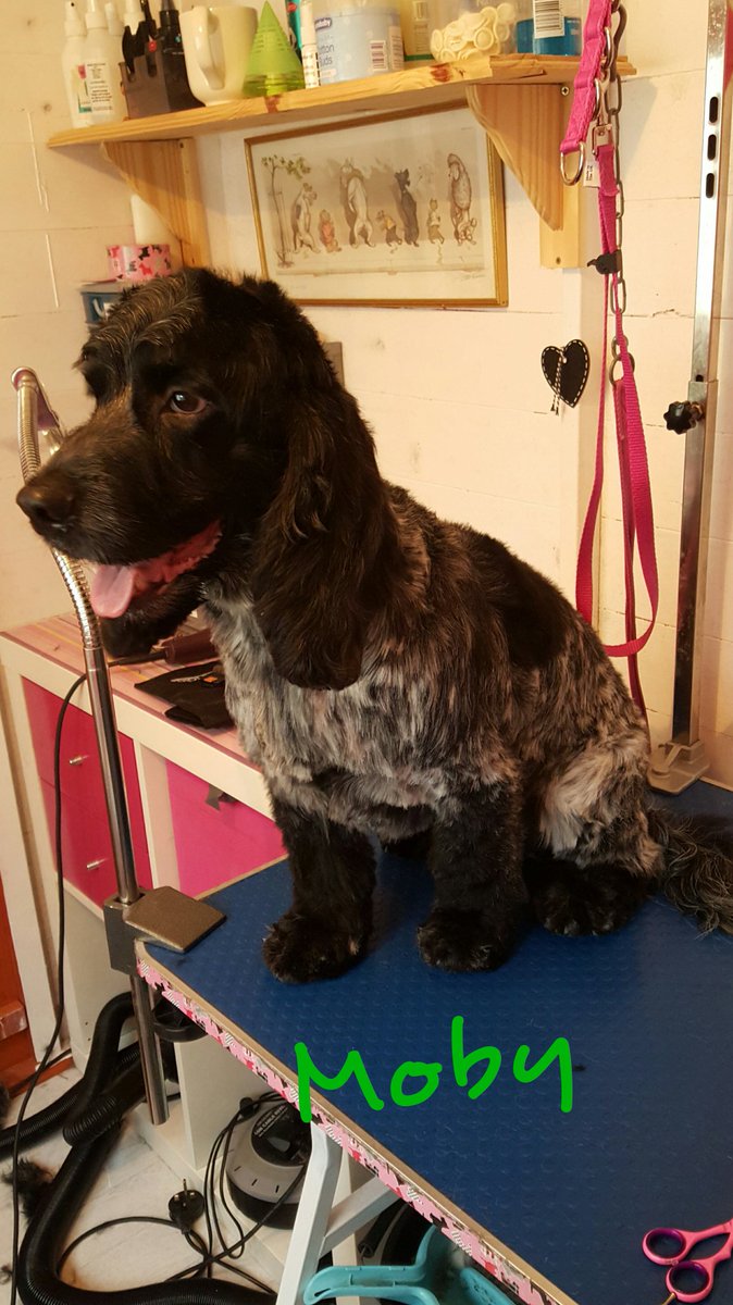 prettycoats16's tweet photo. Handsome boy Moby 💚 https://t.co/OxxXuxbu56