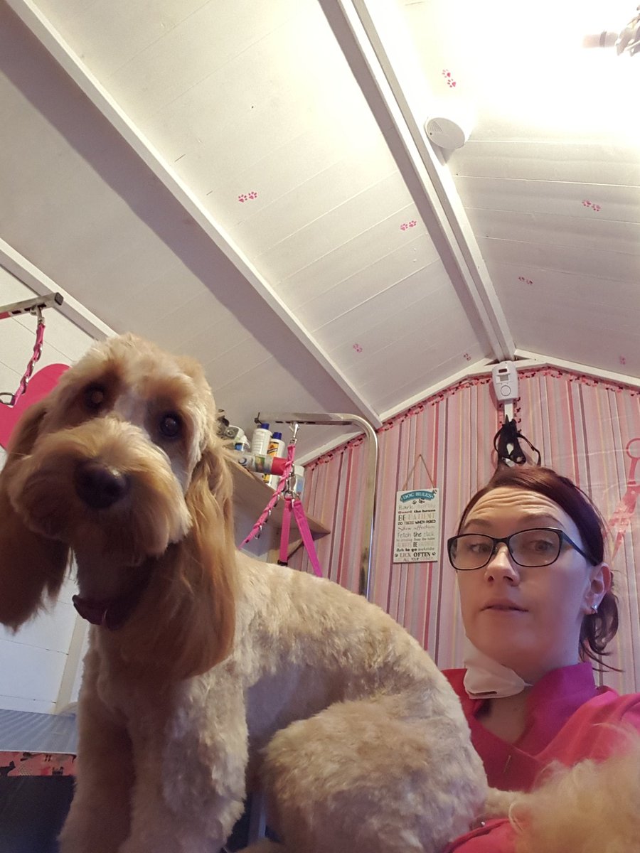 prettycoats16's tweet photo. #cockerpoo #Delilah 💜 #doggrooming https://t.co/hR450eSC0d
