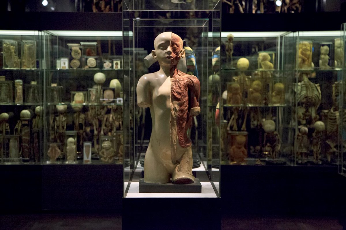 Tickets now up for Amsterdam Weekend of Anatomy at the <a href="/MuseumVrolik/">Museum Vrolik</a> April 15 - 17! amc.nl/web/AMC-websit…