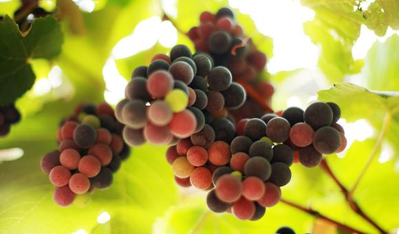 NYCitywoman's tweet image. Offering non-drinkers an exciting libation doesn't have to be challenging. #hostesstips bit.ly/1nByxoV