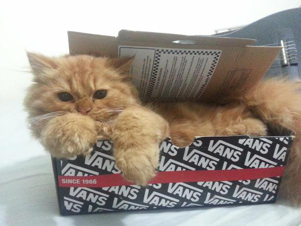 Simba_Cat_'s tweet photo. 🐾🐾🐾🐾🐾🐾 https://t.co/9DoonvBDXf