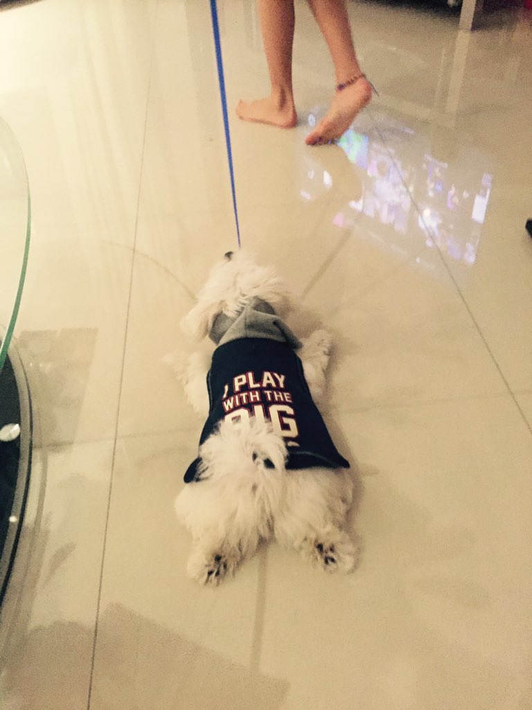 Noreenking12's tweet photo. #maltese #MalteseCulture #floorsliding #crazy #puppy #puppysurfing https://t.co/LToeGhBZsY