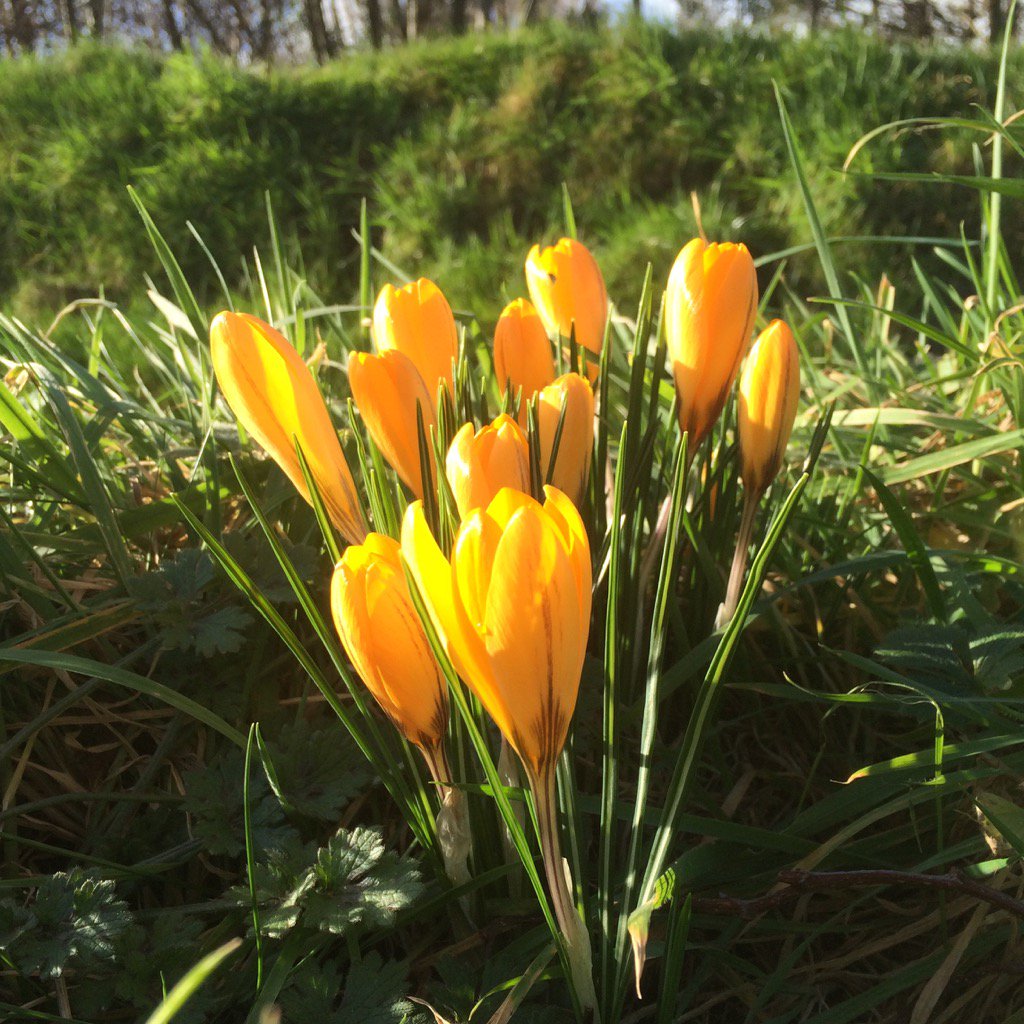 TexelMijnEiland's tweet photo. Het voorjaar lonkt op Texel! https://t.co/e8aQu3BWI6