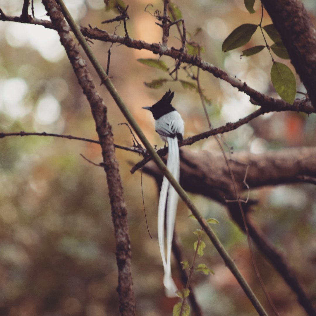Paradise flycatcher