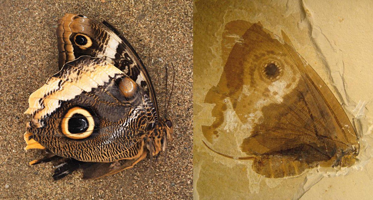 Científics descobreixen una papallona de fa més de 120 milions d'anys: scienmag.com/smithsonian-sc…