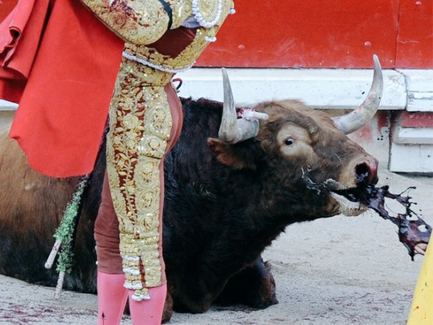 JaviLeria's tweet photo. Aunque tenga cuernos él no quiere hacer daño. Ni siquiera sabe lo que pasa. Mírale a los ojos y llama cultura a esto https://t.co/PtkA8RmLLp