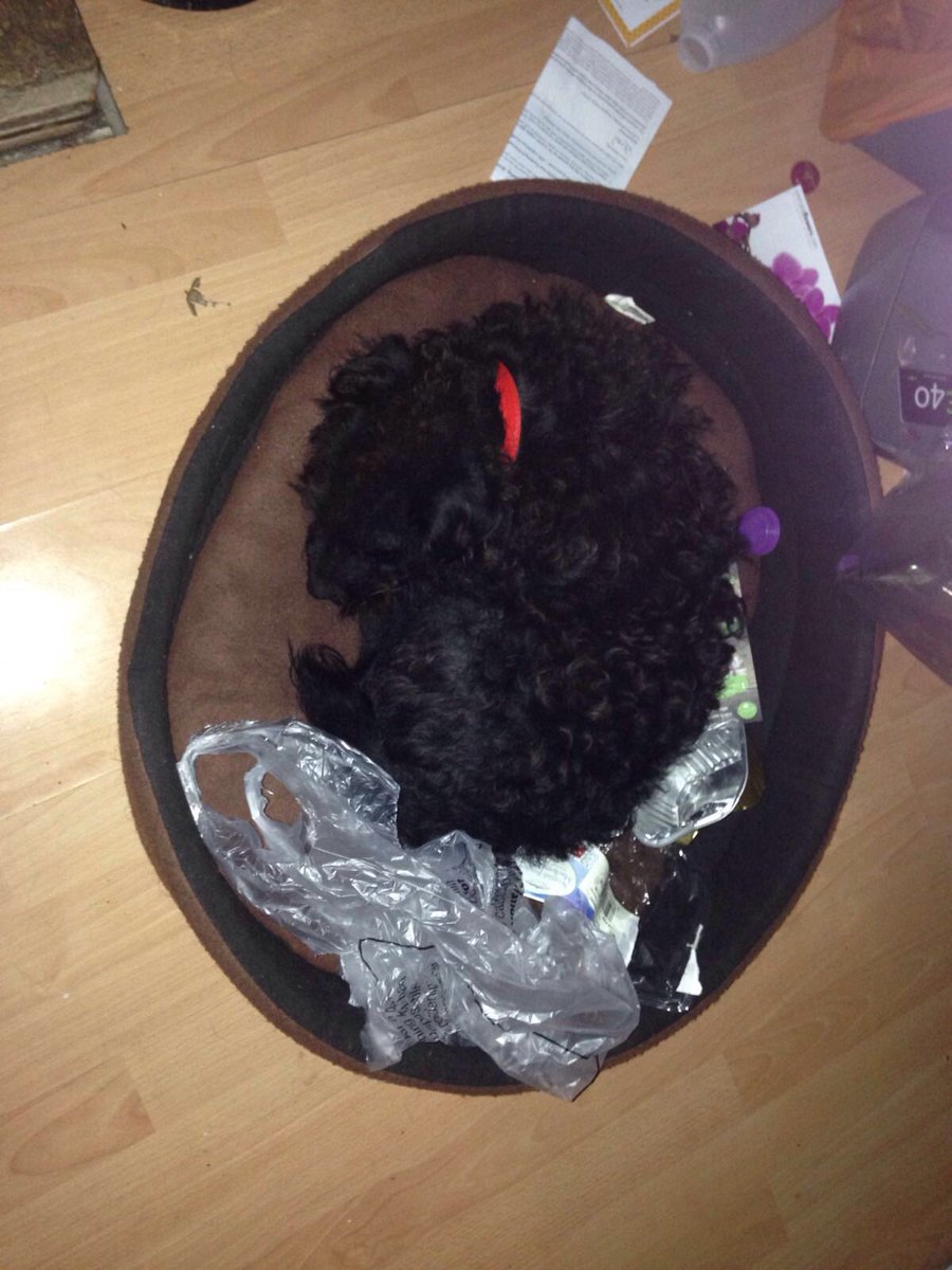 So I like sleeping in a bed of rubbish. Where's the harm? #justsaying